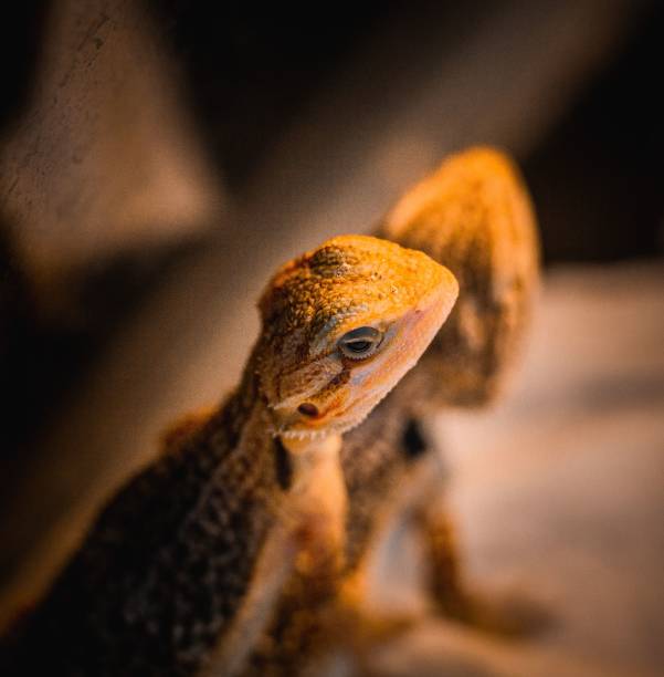 how long do bearded dragons live